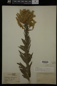 Solidago canadensis var. hargeri image