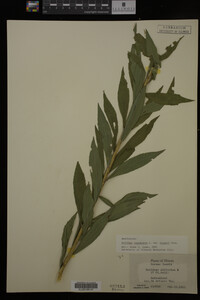 Solidago canadensis var. hargeri image