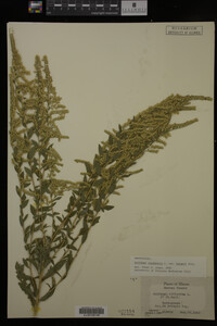 Solidago canadensis var. hargeri image