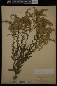 Solidago canadensis image