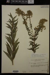 Solidago canadensis var. hargeri image