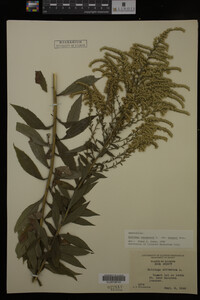 Solidago canadensis image