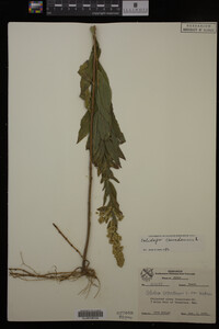 Solidago canadensis image