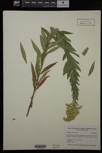 Solidago canadensis image