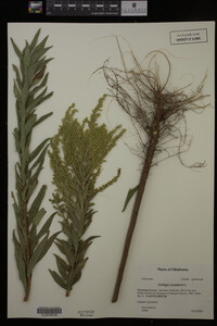 Solidago canadensis image