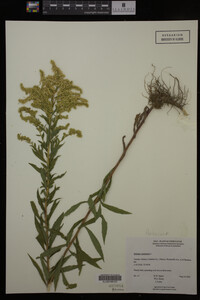 Solidago canadensis image