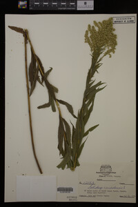 Solidago canadensis image