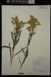 Solidago canadensis image