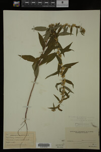 Solidago caesia image