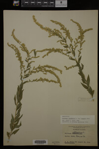 Solidago canadensis image
