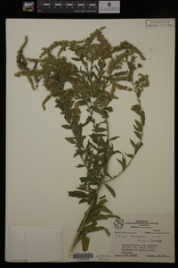 Solidago canadensis image