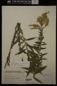 Solidago canadensis var. hargeri image
