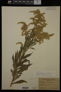 Solidago canadensis var. hargeri image