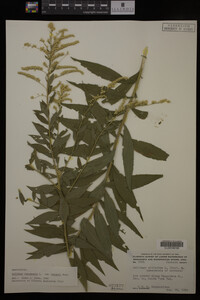 Solidago canadensis var. hargeri image