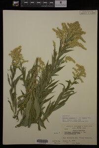 Solidago canadensis image