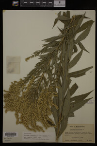 Solidago canadensis image