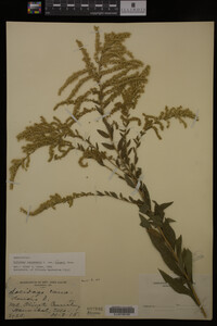 Solidago canadensis image
