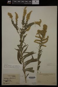 Solidago canadensis var. hargeri image