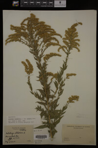 Solidago canadensis var. hargeri image