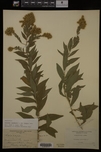 Solidago canadensis var. hargeri image