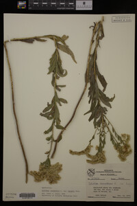 Solidago canadensis var. hargeri image