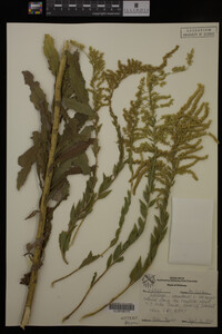 Solidago canadensis var. hargeri image