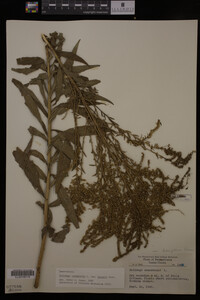 Solidago canadensis var. hargeri image