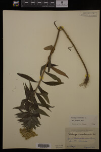 Solidago canadensis image