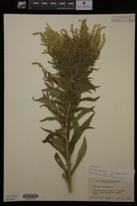 Solidago canadensis image
