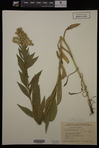 Solidago canadensis var. hargeri image