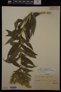 Image Associated With the Occurrence