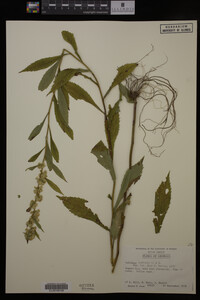 Solidago curtisii image