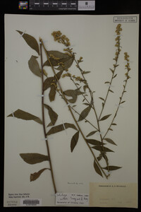 Solidago curtisii image