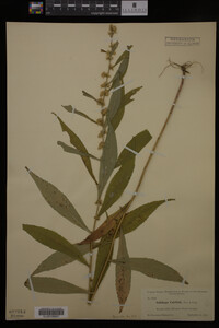 Solidago curtisii image