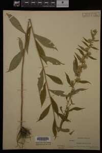 Solidago curtisii image