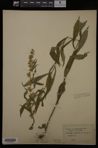 Solidago curtisii image