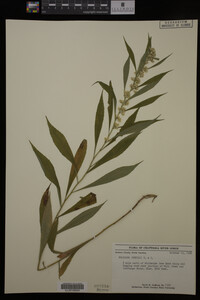 Media resource of Solidago curtisii