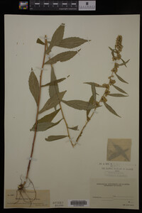 Solidago curtisii image