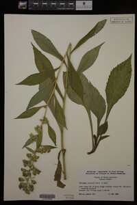 Solidago curtisii image