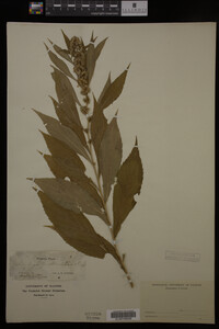 Solidago curtisii image