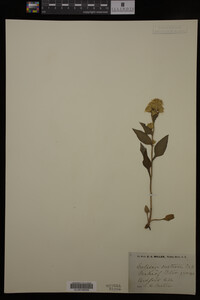 Solidago curtisii image