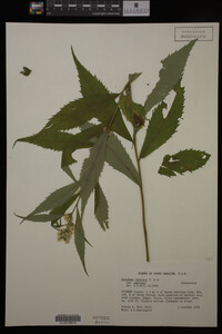 Image Associated With the Occurrence