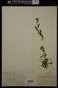 Media resource of Solidago cutleri