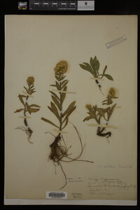 Solidago cutleri image