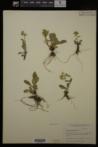 Solidago cutleri image