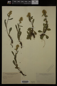 Solidago cutleri image