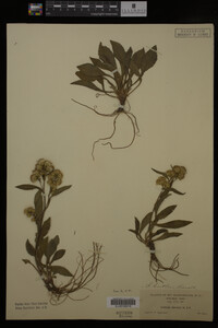 Solidago cutleri image