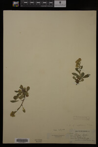 Solidago cutleri image