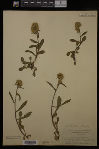 Solidago cutleri image