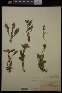 Solidago cutleri image